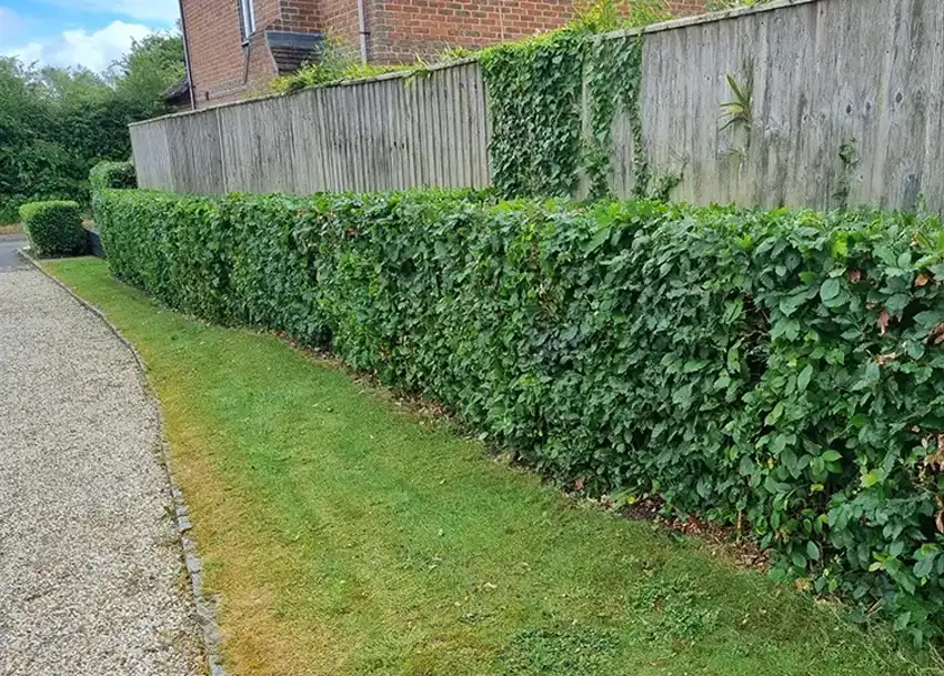 Residential Property Hedge Cutting