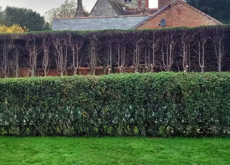 Hedge and tree cutting