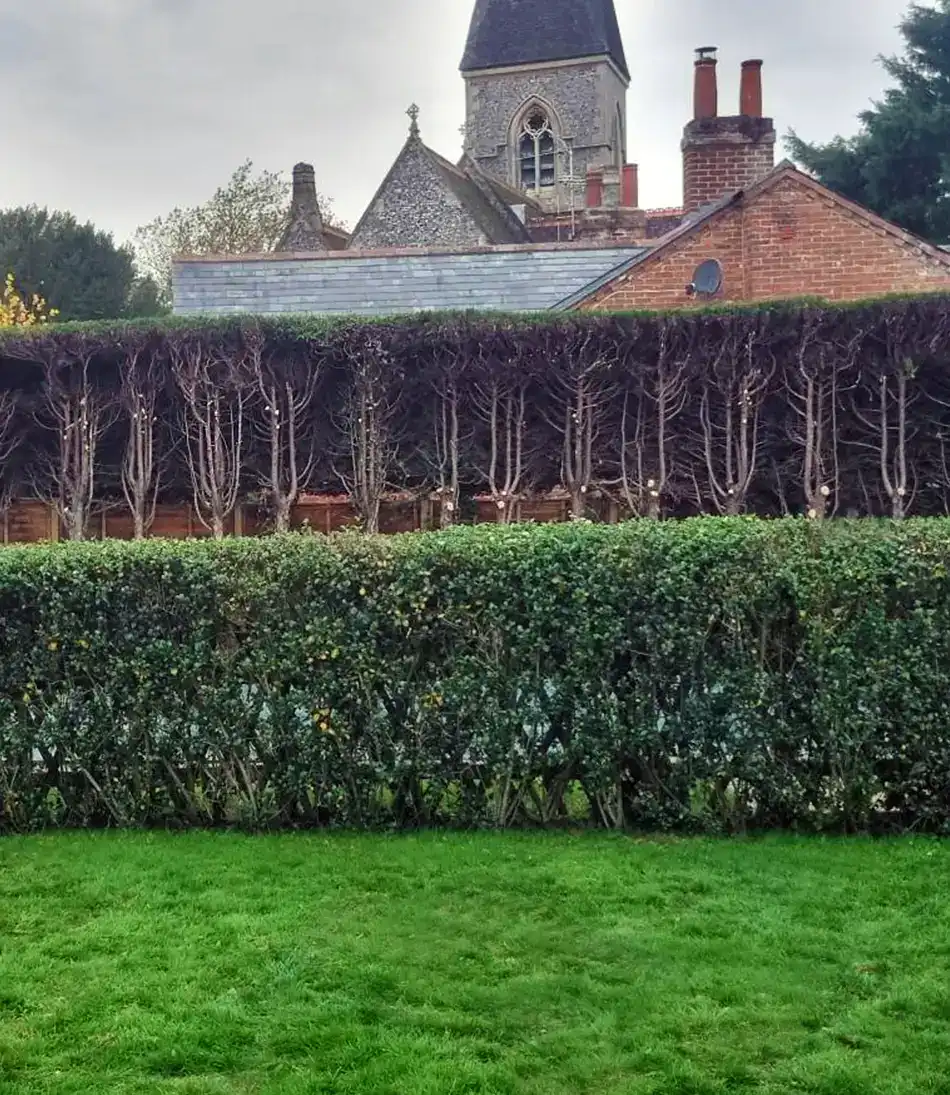 Hedge and tree cutting