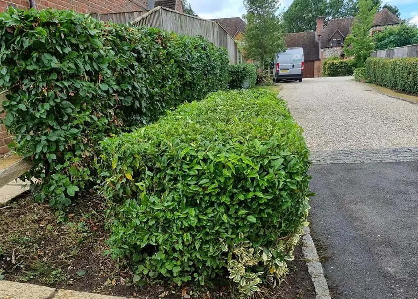 Residential Hedge Cutting and Maintenance