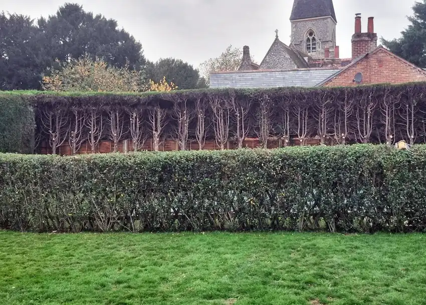 Hedge Cutting
